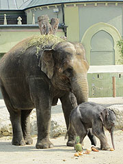 Elefantendame Temi ist trächtig und erwartet ein Junges imMai 2011 (Foto: MartiN Schmitz)